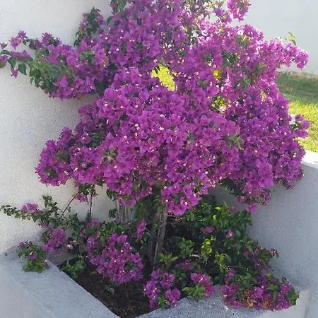 Les Bougainvilliers Apartment