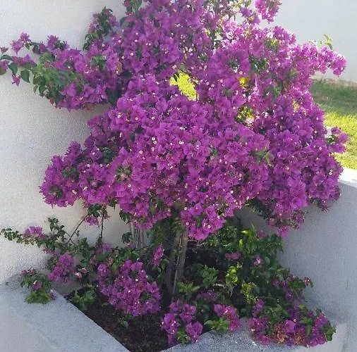 Les Bougainvilliers Appartement
